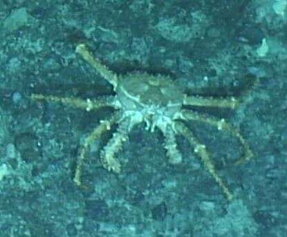 Image of golden king crab