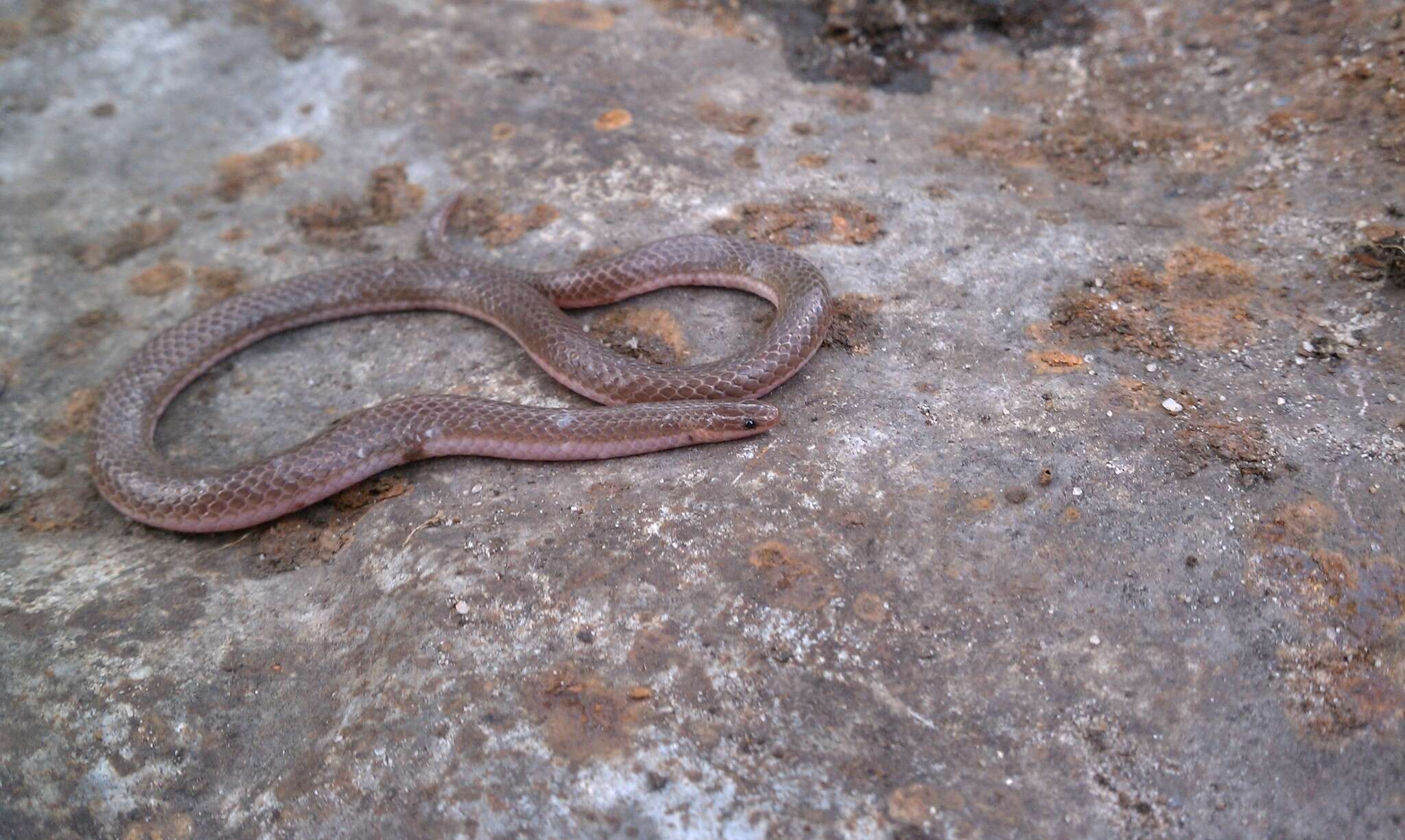 Image of Carphophis amoenus amoenus (Say 1825)