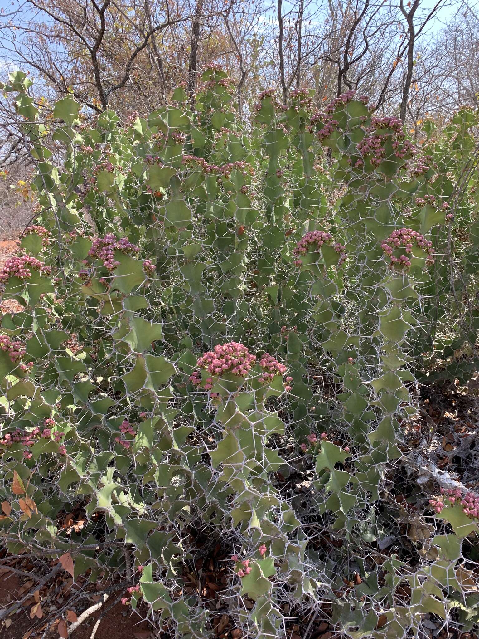 Euphorbia grandicornis Blanc resmi