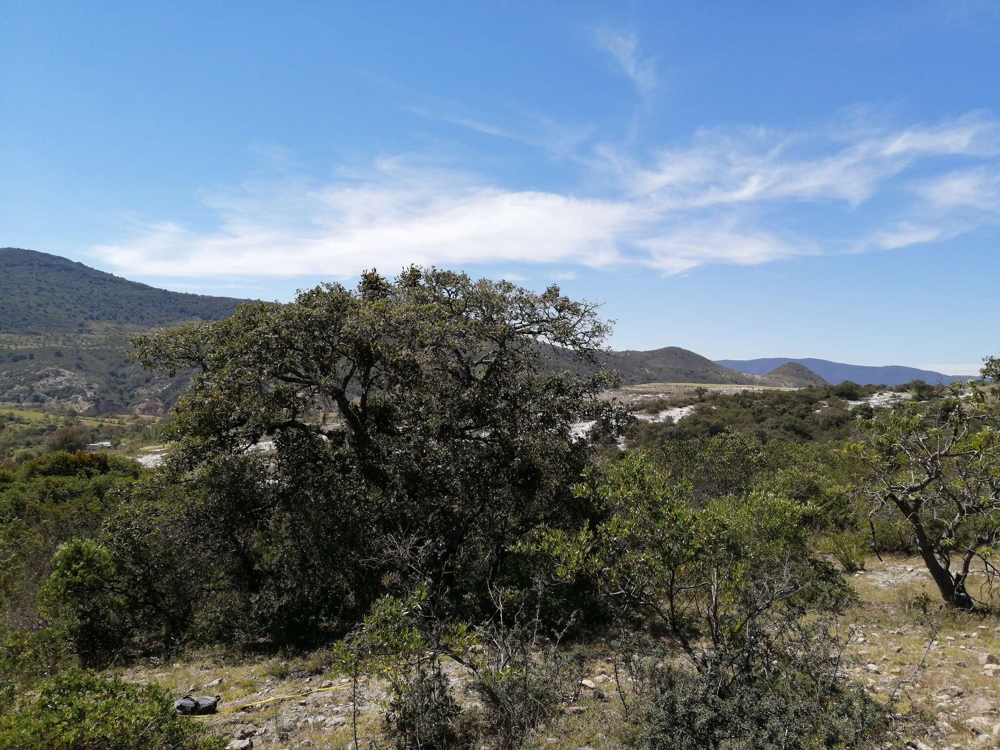 Image of Quercus mexicana Bonpl.