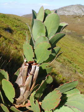 Image of Protea stokoei Phillips