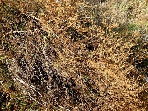 Image of Artemisia campestris subsp. glutinosa (Gay ex Bess.) Batt.