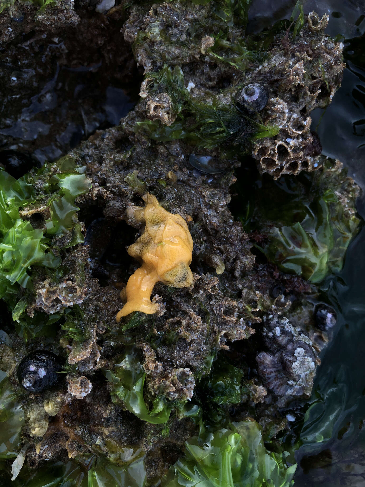 Image of Warty dorid