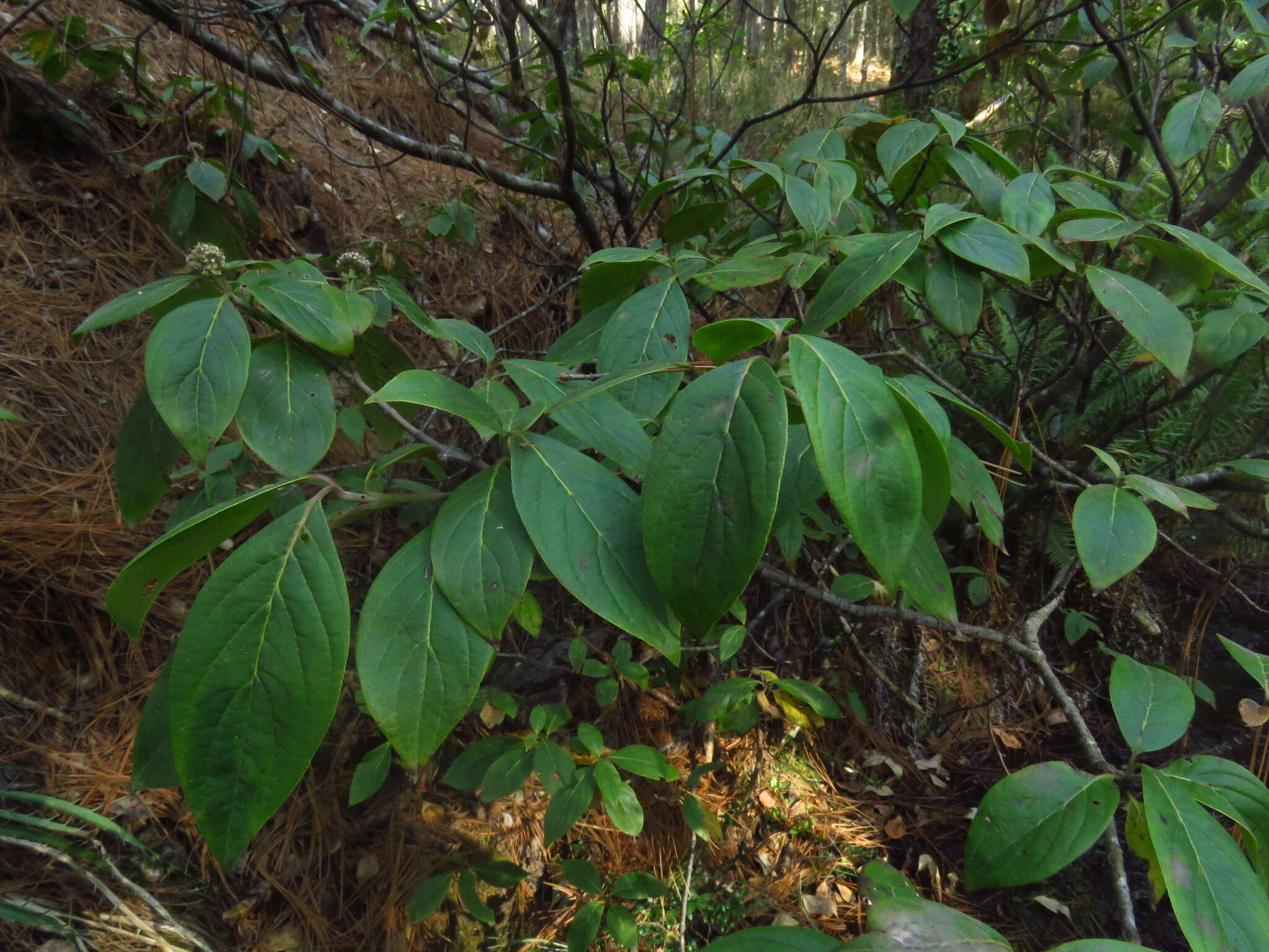 Image of Cornus disciflora Moc. & Sessé ex DC.