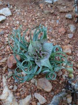 Image of Colchicum circinatum subsp. circinatum