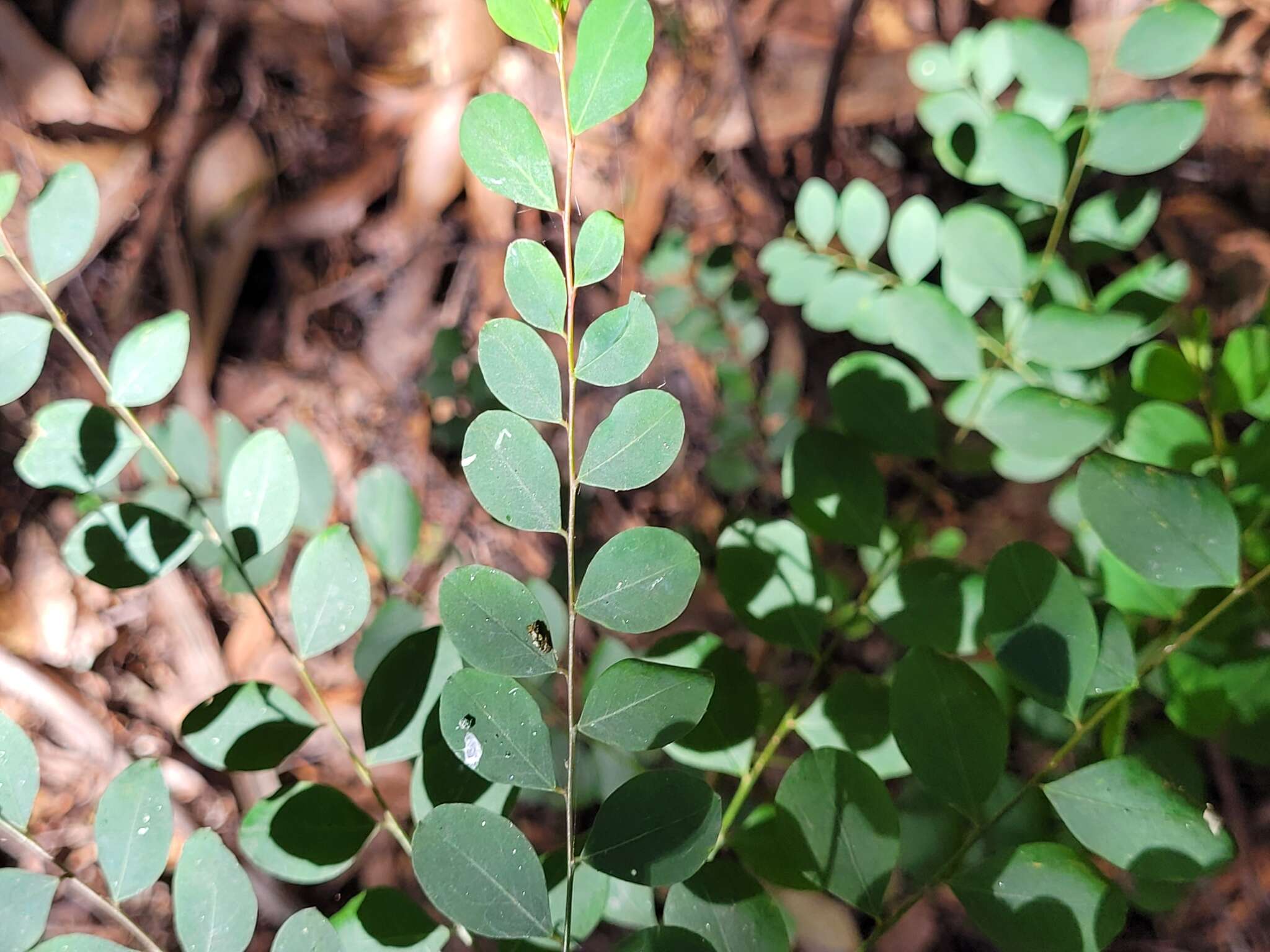 Image of Phyllanthus gunnii Hook. fil.