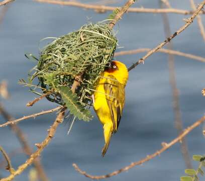 Image of Northern Brown-throated Weaver