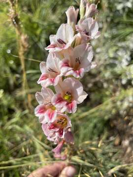 Image of Gladiolus serpenticola Goldblatt & J. C. Manning