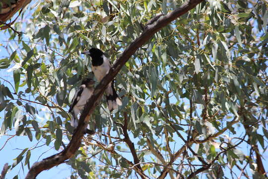 Imagem de Cracticus nigrogularis (Gould 1837)