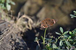 Image of Pacific Mangrove Buckeye