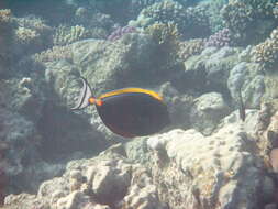 Image of Elegant Unicornfish