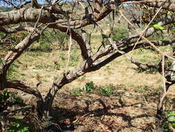 Image of hancornia