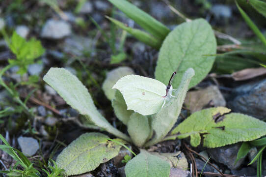 Image of Gonepteryx aspasia Ménétriès 1859