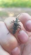 Image of Two-banded longhorn beetle