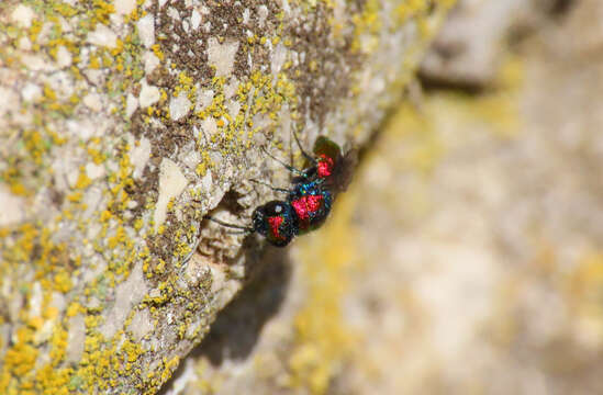 Image of <i>Chrysura candens</i>