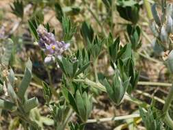 Image of Lupinus albescens Hook. & Arn.