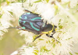 Chlorobapta frontalis (Donovan 1805) resmi