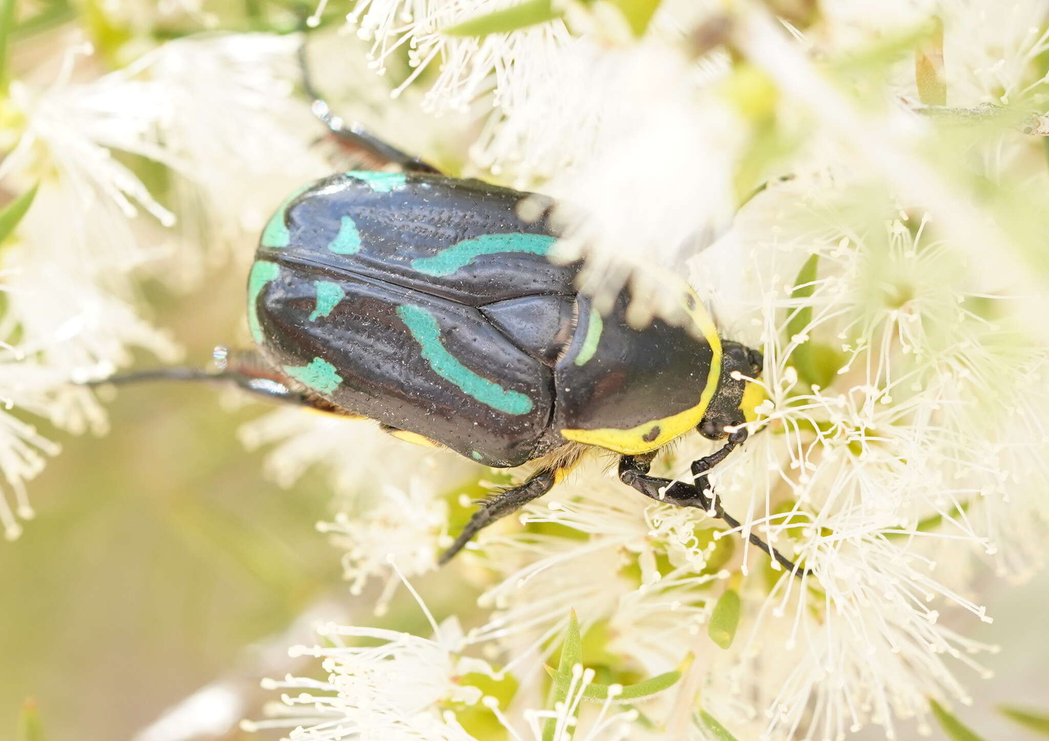 Image of Chlorobapta frontalis (Donovan 1805)