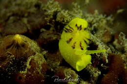 Image of yellow tylodina