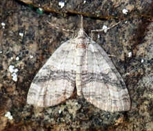 Image of Tatosoma fasciata Philpott 1914