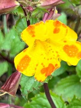 Image of Erythranthe robertsii (Silverside) G. L. Nesom