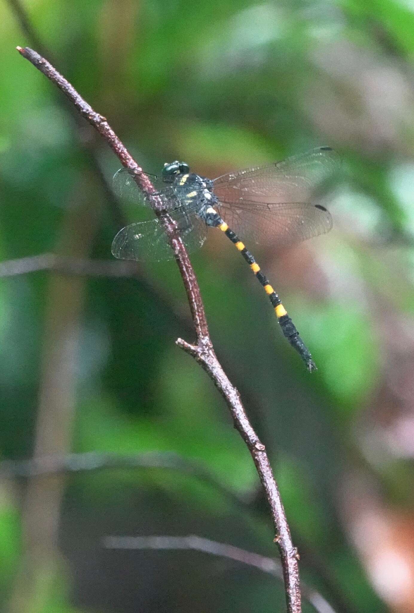 Imagem de Macrogomphus quadratus Selys 1878