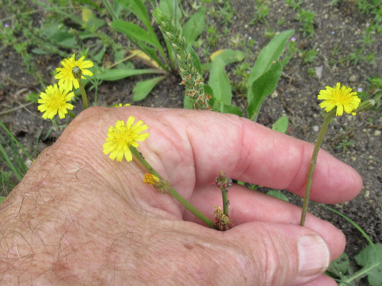 Image of striped hawksbeard