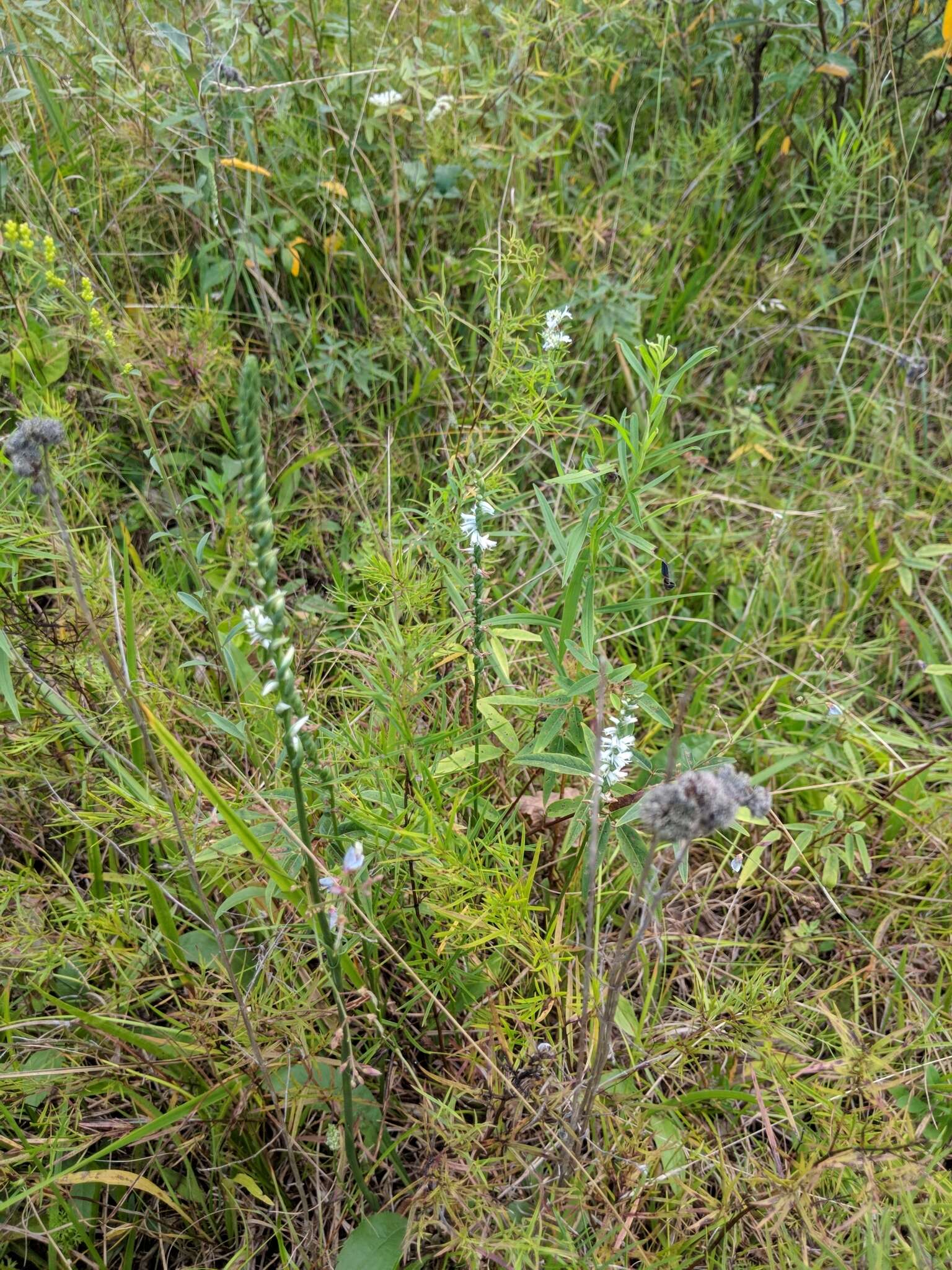 Image of northern slender lady's tresses