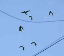 Image of Grey-headed Parakeet