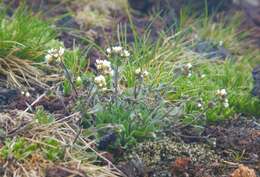 Imagem de Draba lonchocarpa Rydb.