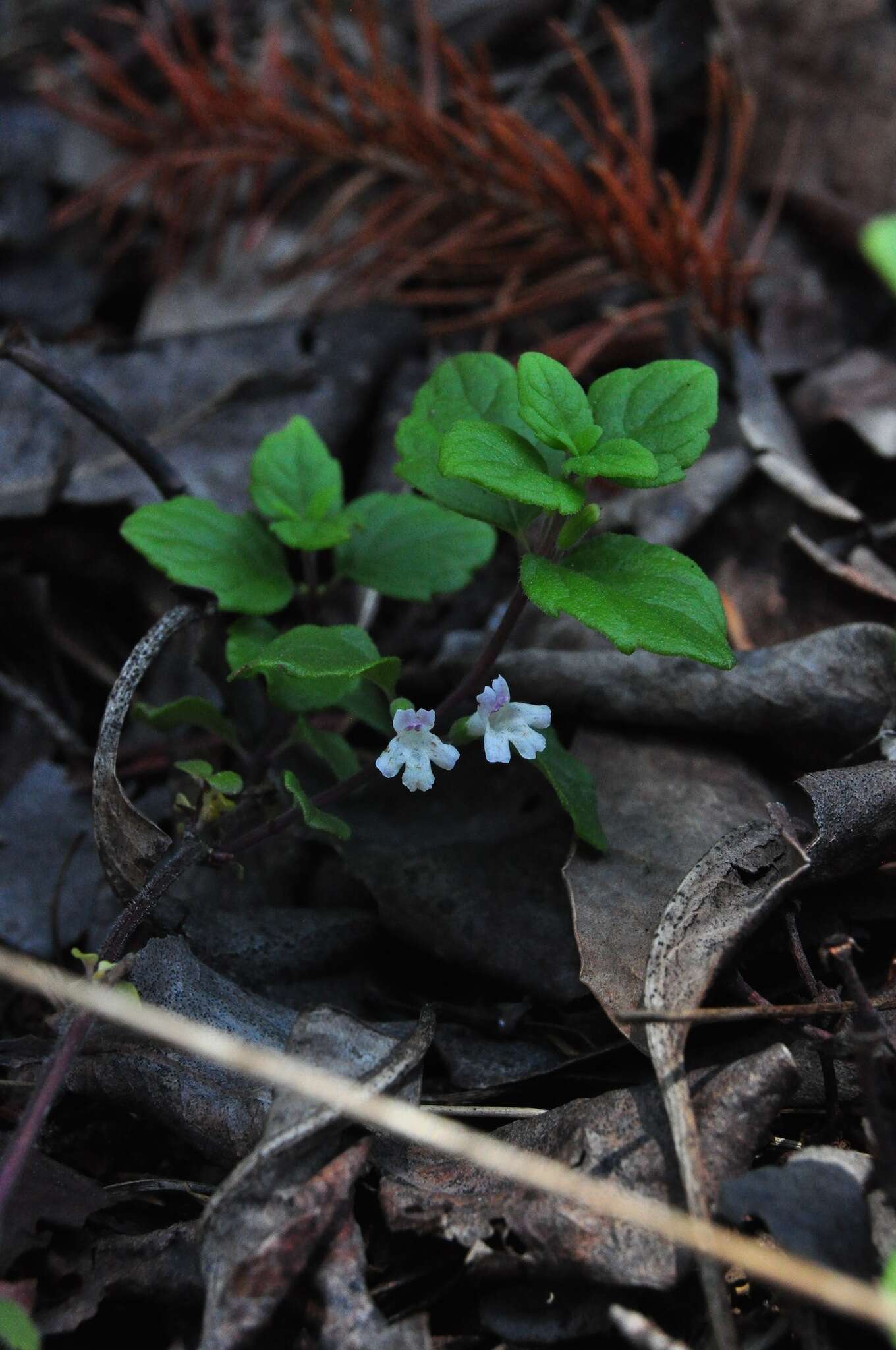 Plancia ëd Micromeria douglasii Benth.