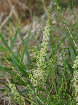 Image of Nitrosalsola vermiculata (L.) Theodorova