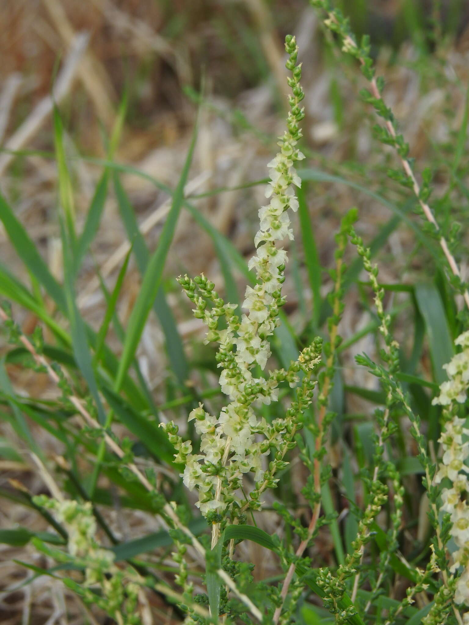 Imagem de Nitrosalsola vermiculata (L.) Theodorova