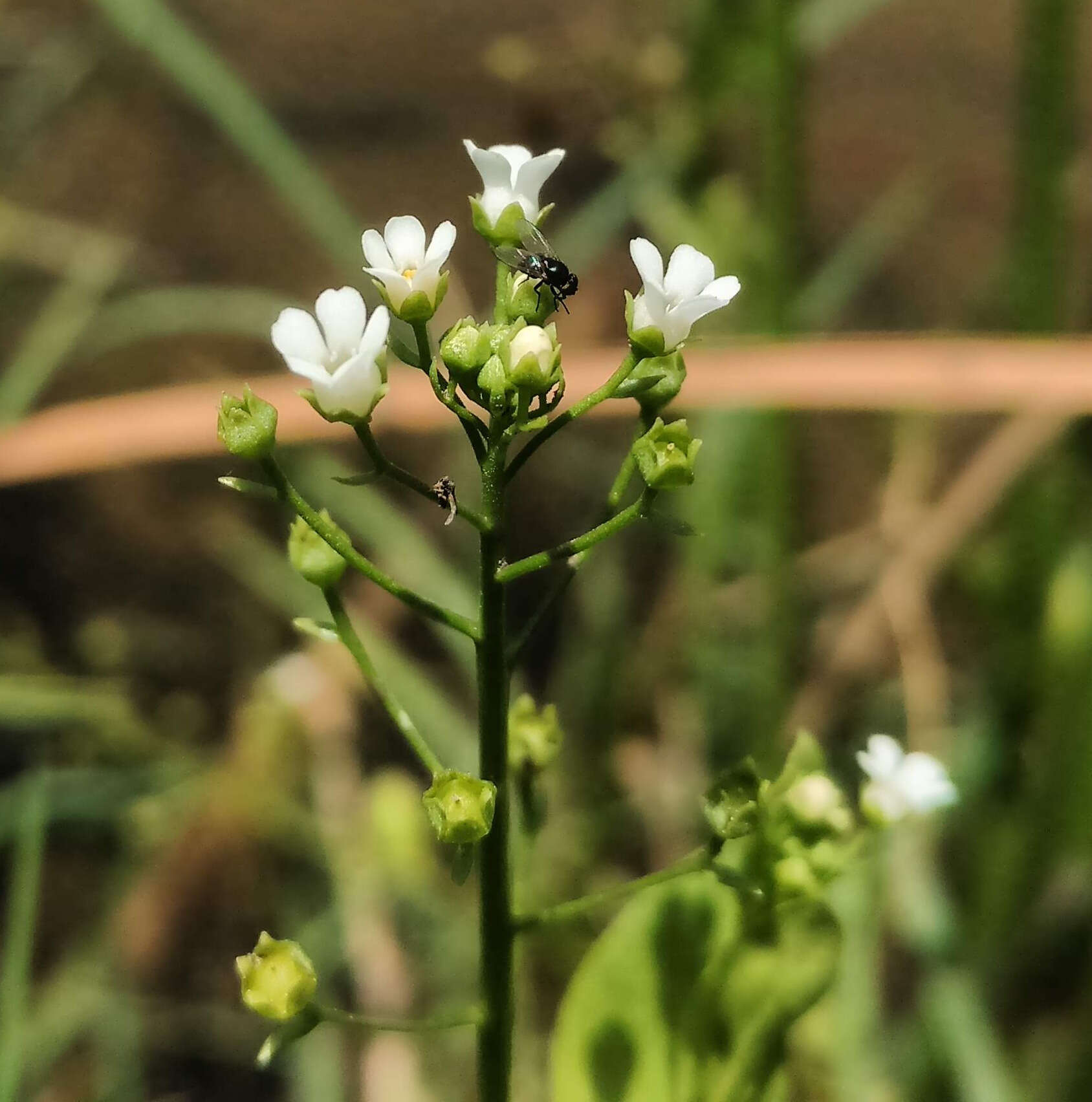 Image of seaside brookweed