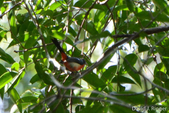 Image of Rose-breasted Chat