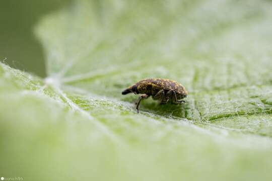 Image of Weevil