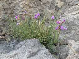 Image of Ackerman's milkvetch