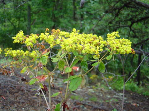 Image of shale barren buckwheat