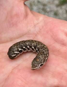 Image of Willowherb Hawkmoth