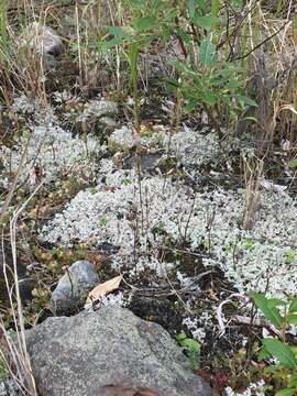 صورة Gentianella propinqua subsp. propinqua