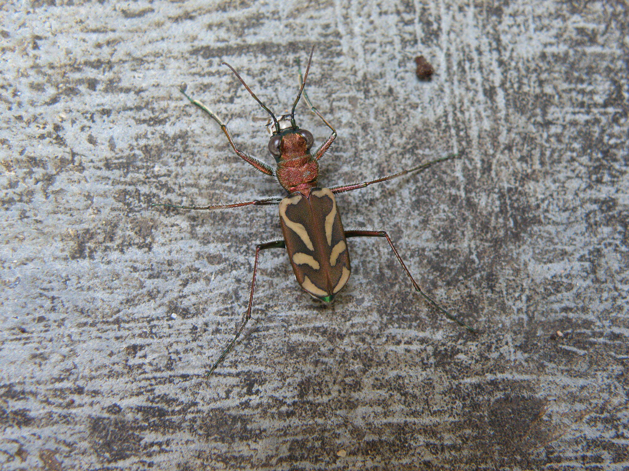 Image of Cicindela (Ancylia) calligramma Schaum 1861