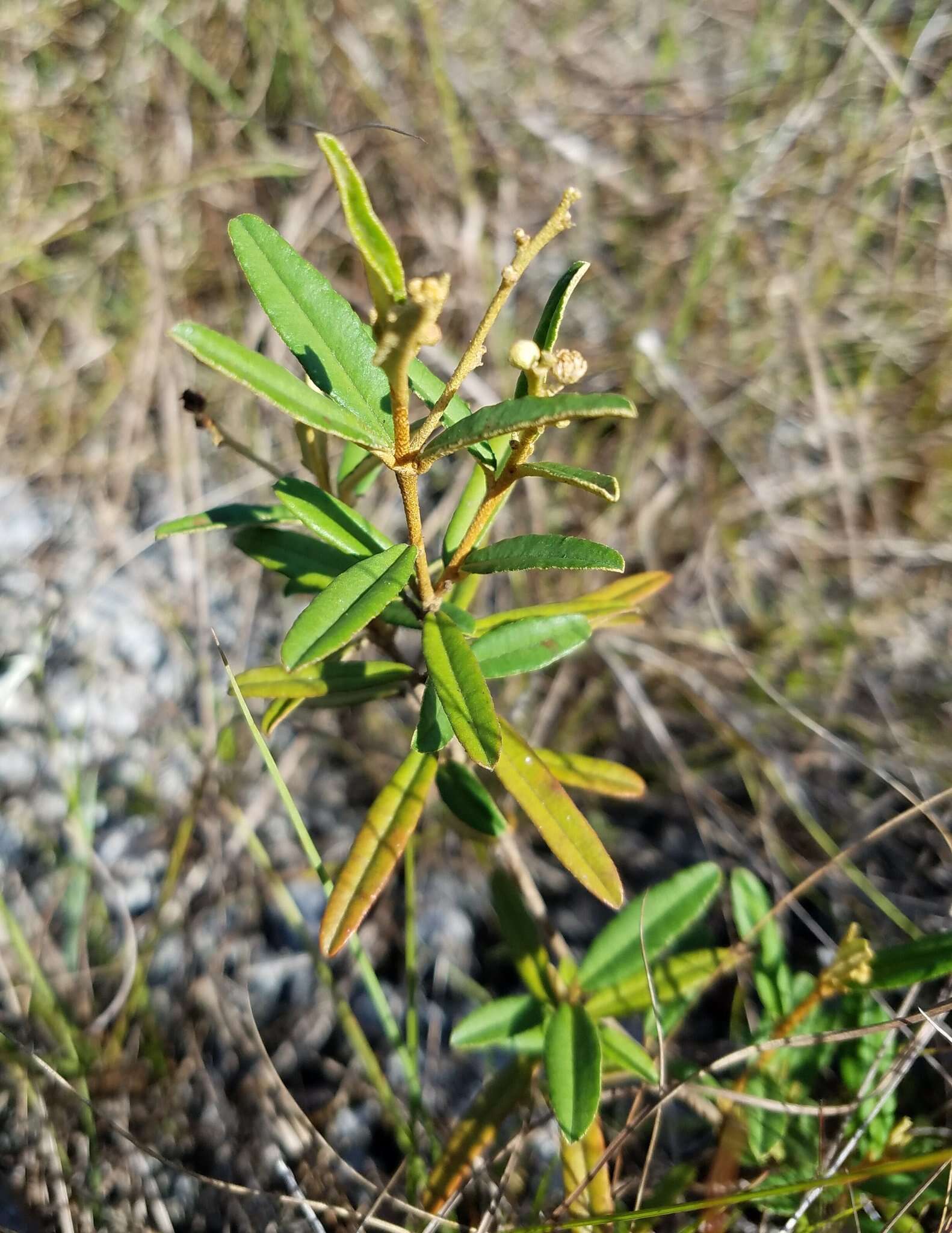 Слика од Croton linearis Jacq.