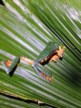 Image de Cruziohyla sylviae Gray 2018