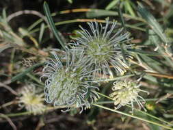 Image of Grevillea commutata F. Müll.