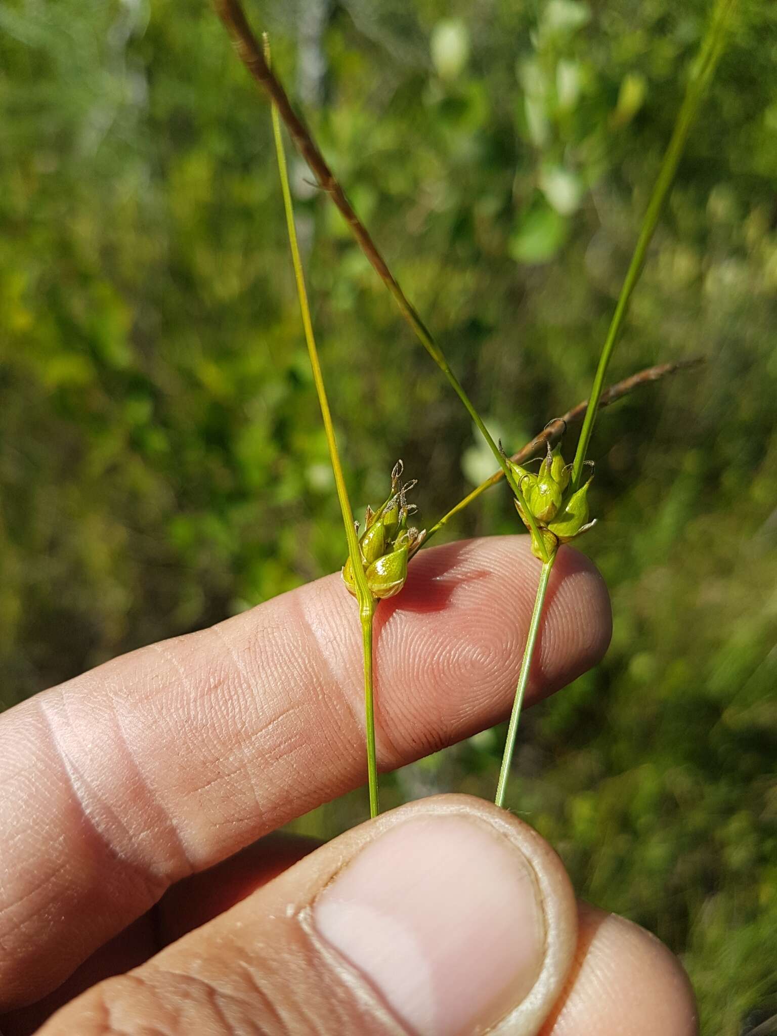 Image of Fewseed sedge