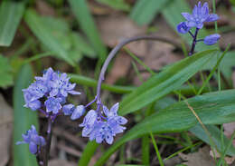 Image of Scilla bithynica Boiss.