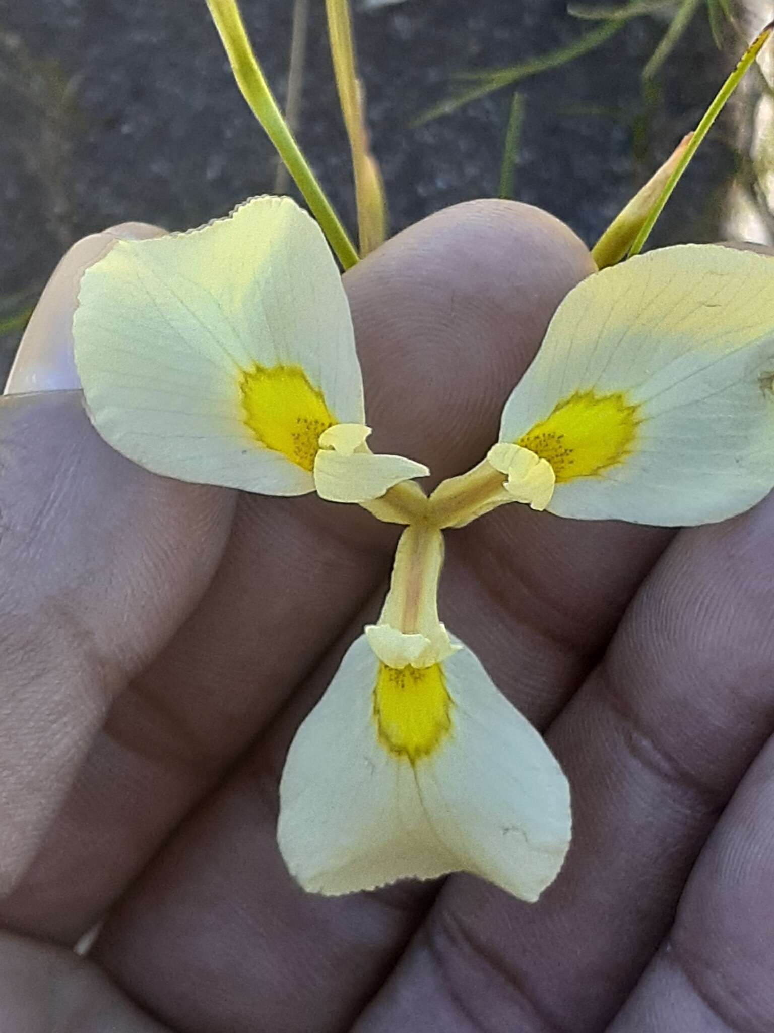 Image of Moraea cooperi Baker