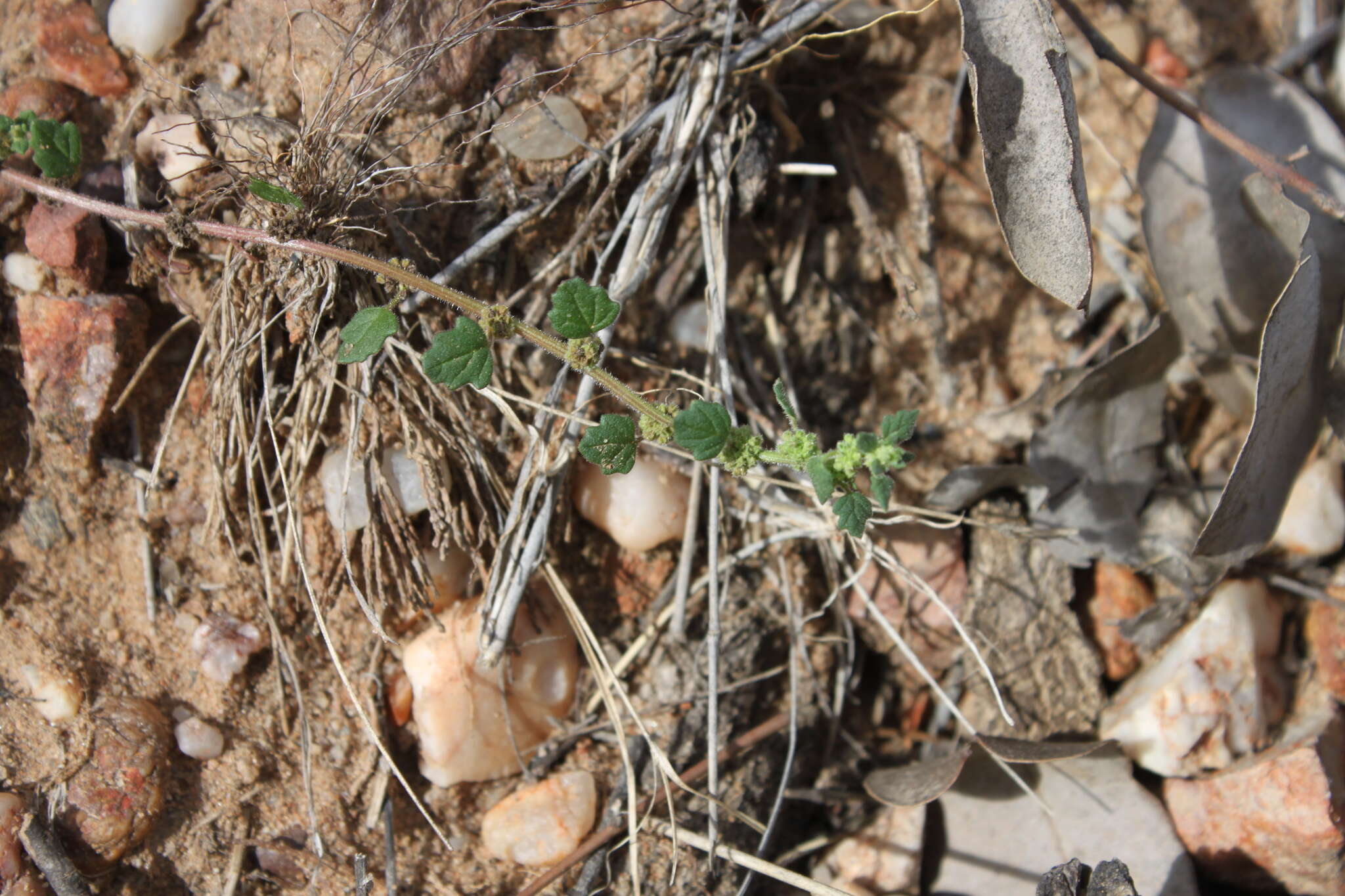 Sivun Dysphania cristata (F. Müll.) Mosyakin & Clemants kuva