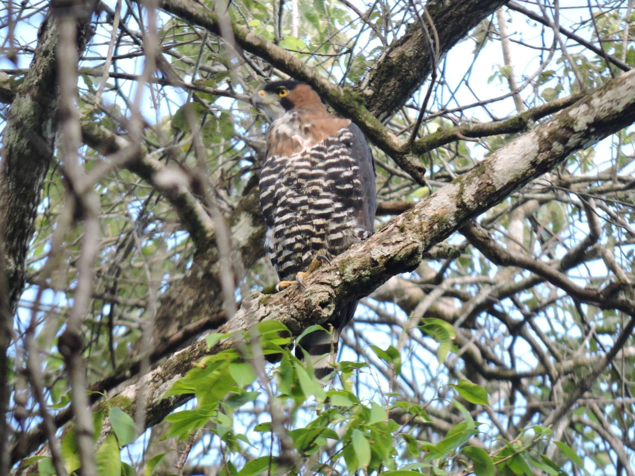 Spizaetus ornatus (Daudin 1800) resmi