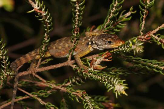 Image of Eastern Cape Crag Lizard